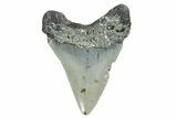 Serrated, Juvenile Megalodon Tooth - North Carolina #352414-1